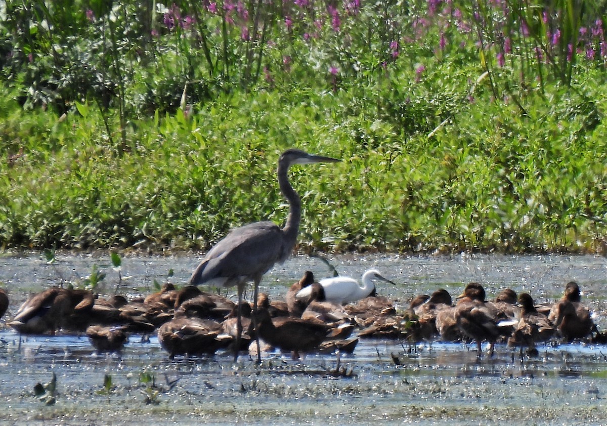 Little Blue Heron - ML480016541