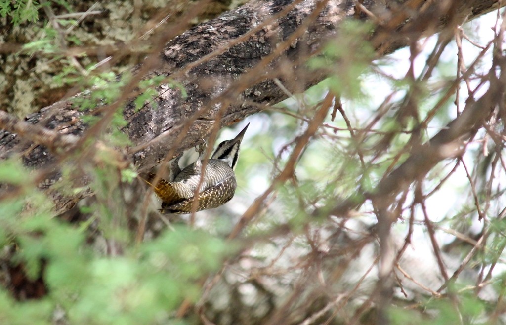 Bearded Woodpecker - ML480016961