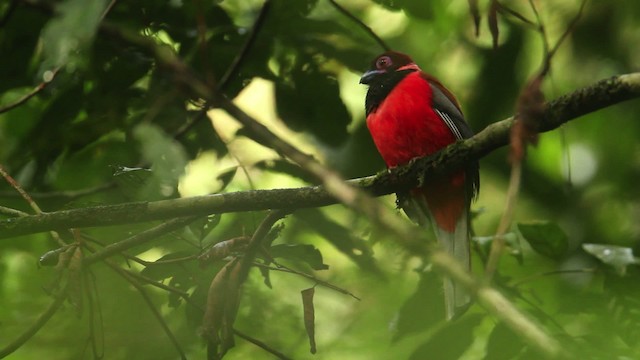 Diard's Trogon - ML480017