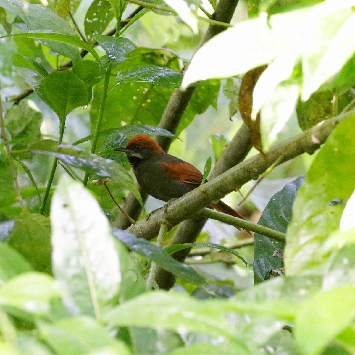 Pinto's Spinetail - ML480017011