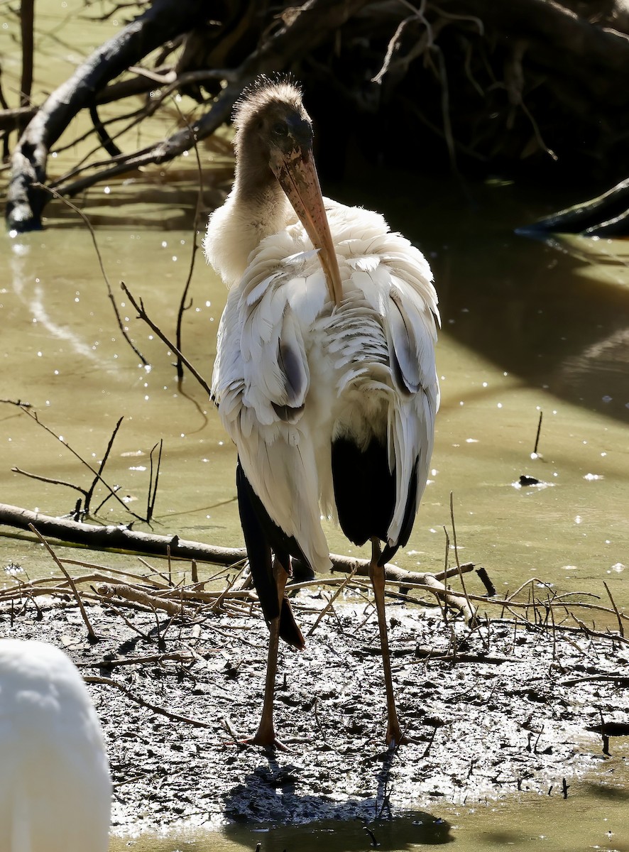 Wood Stork - ML480017391