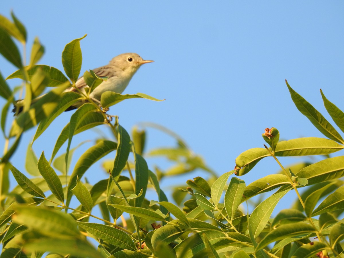 Blue-gray Gnatcatcher - ML480017921