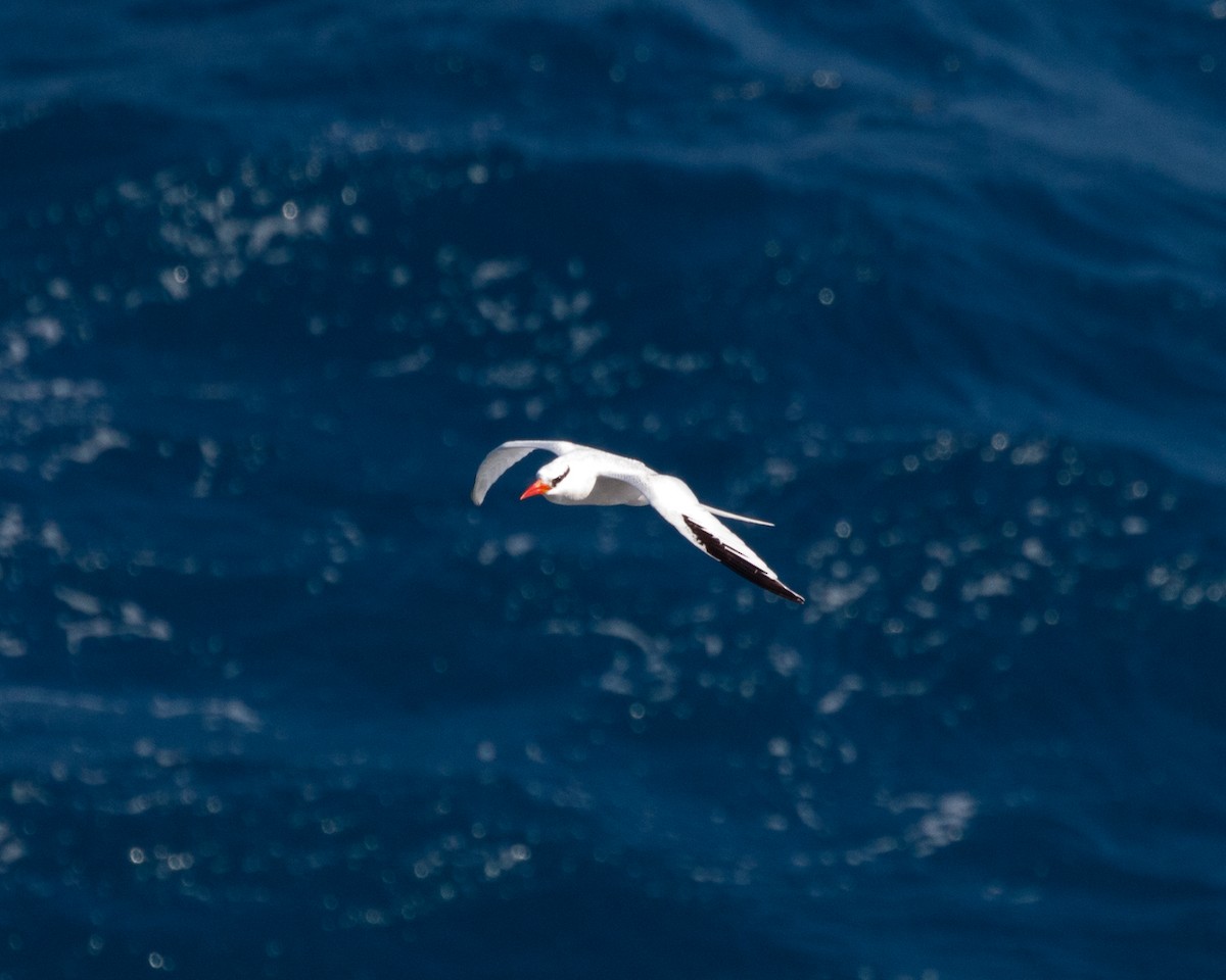 Red-billed Tropicbird - ML480017971