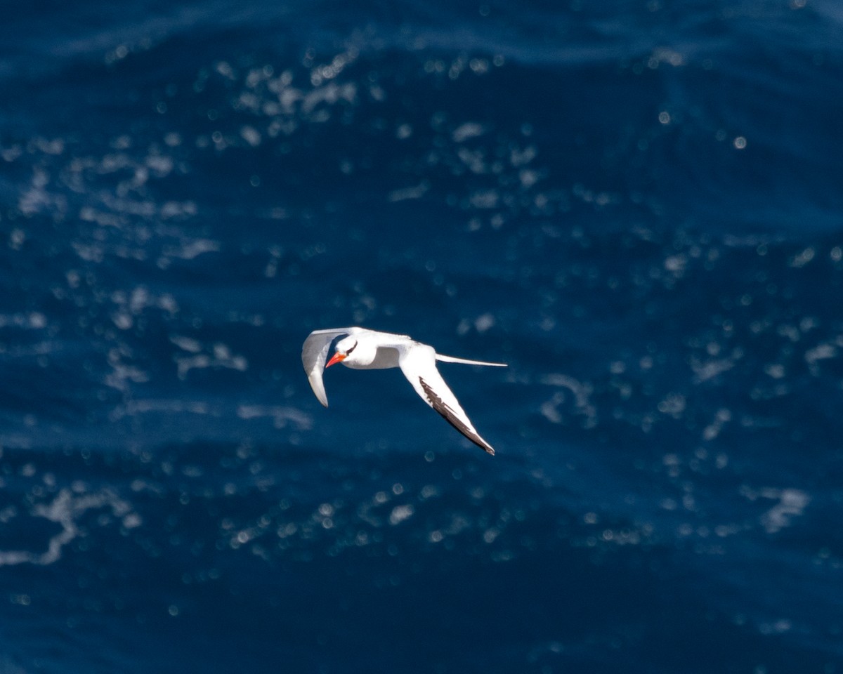 Red-billed Tropicbird - ML480017981