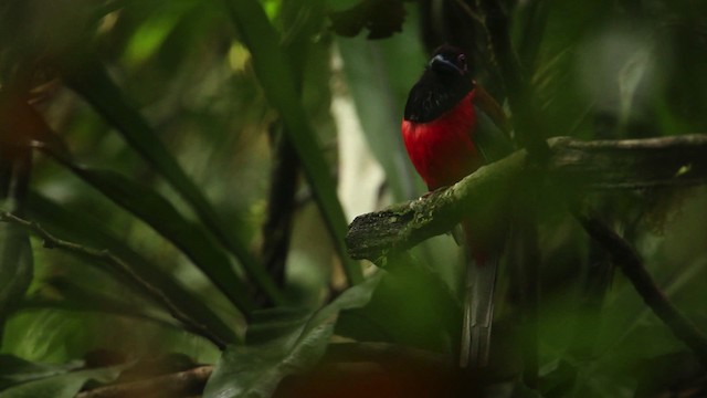 Diard's Trogon - ML480018