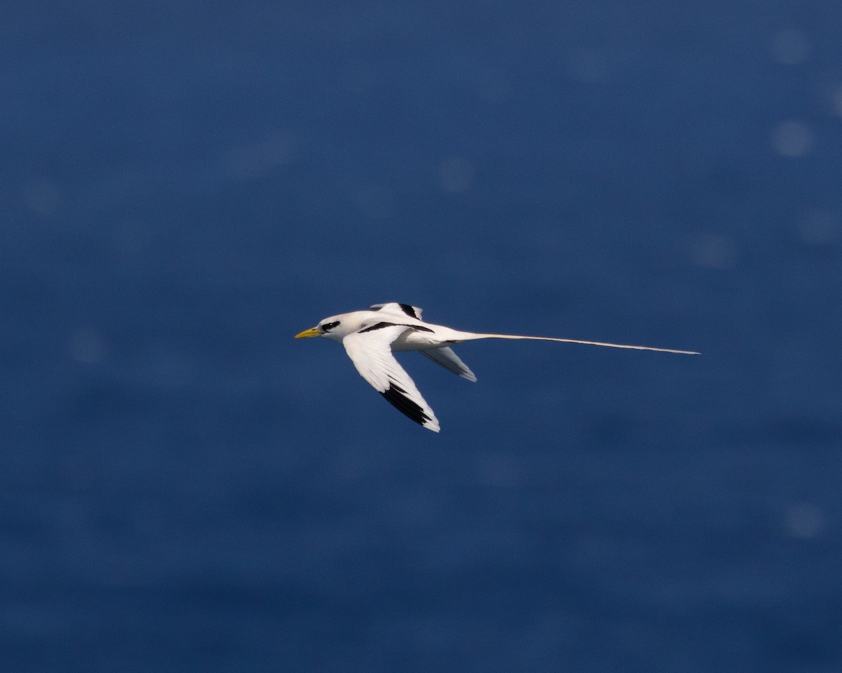 White-tailed Tropicbird - ML480018101