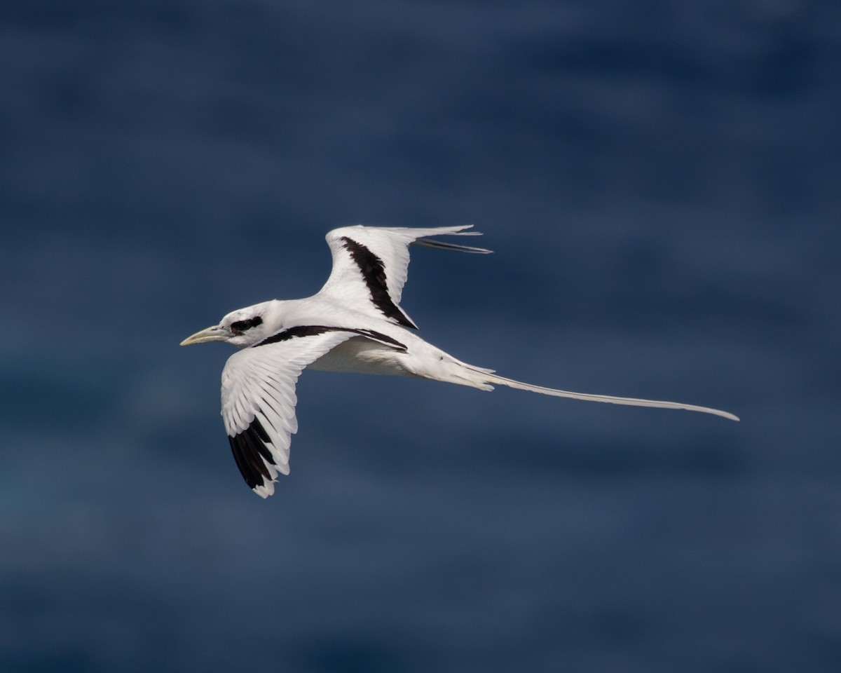 白尾熱帶鳥 - ML480018121