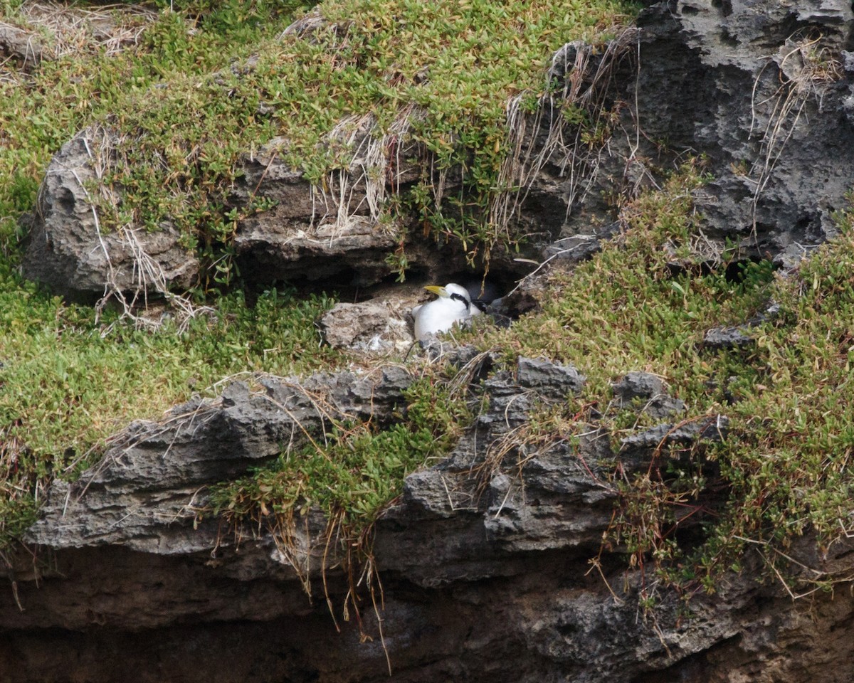 White-tailed Tropicbird - ML480018151