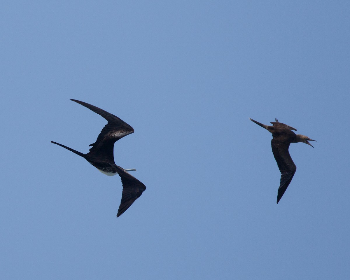 Magnificent Frigatebird - ML480018231