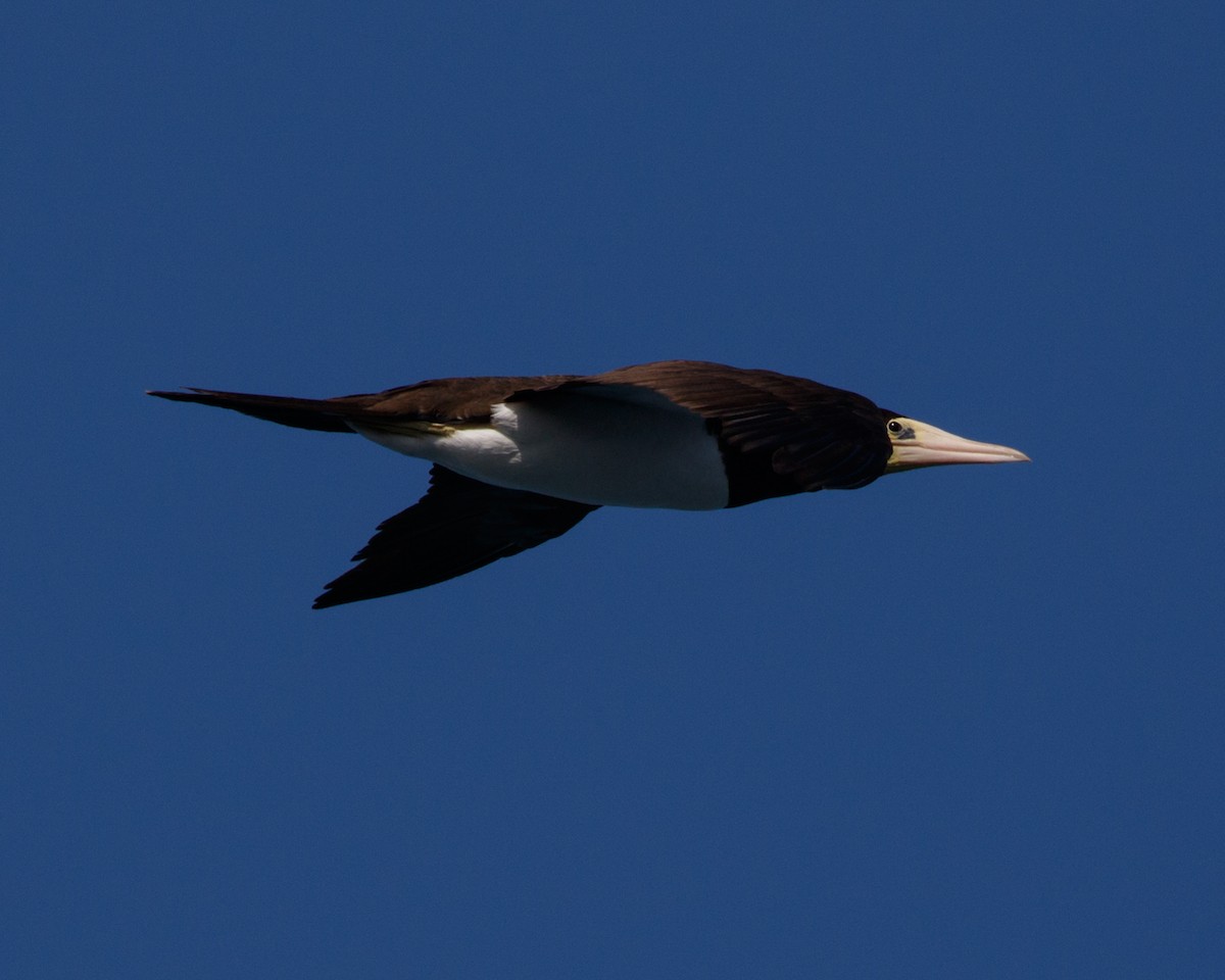 Piquero Pardo (leucogaster) - ML480018321