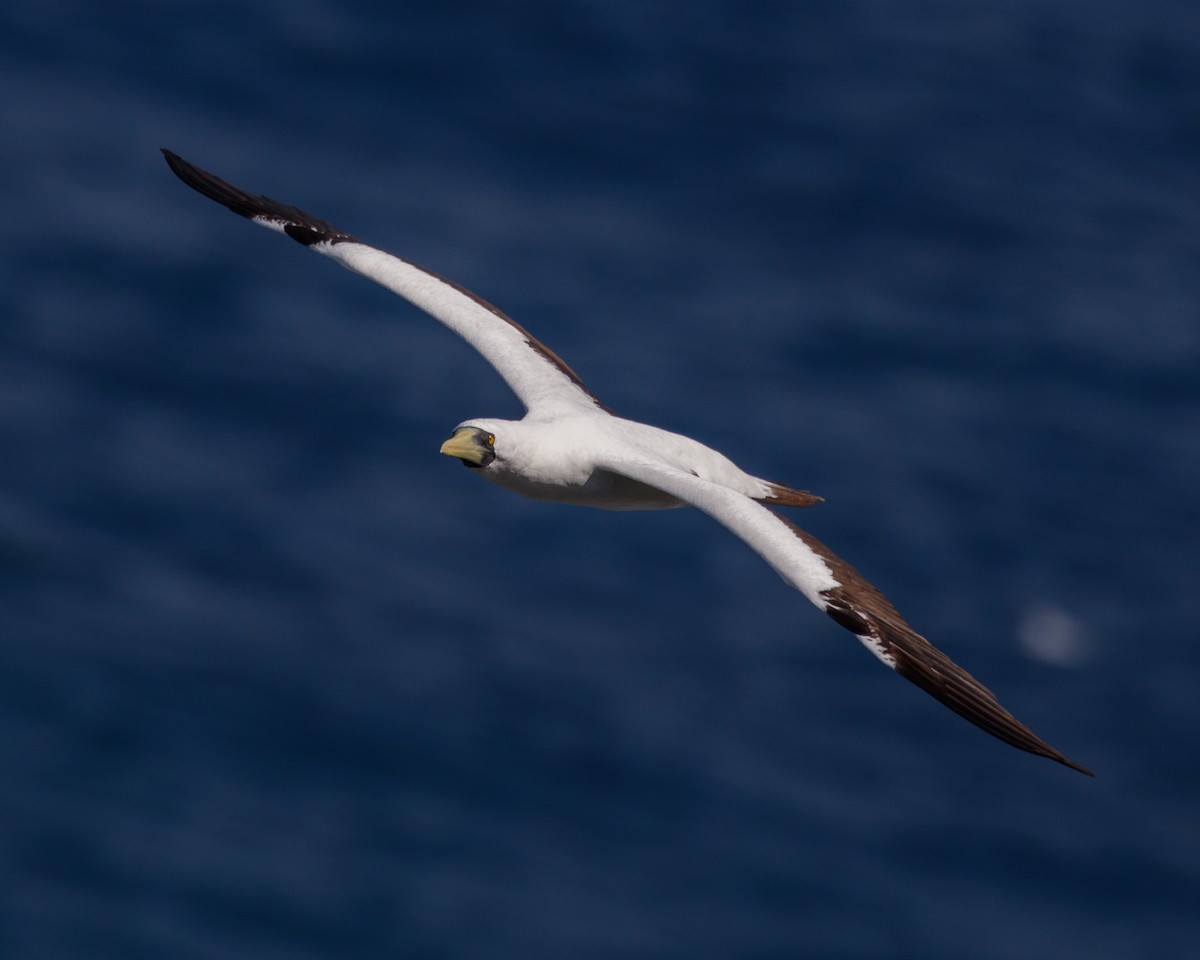 藍臉鰹鳥 - ML480018361