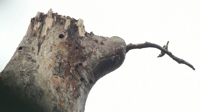 barbet zlatovousý (ssp. chrysopogon/laetus) - ML480019