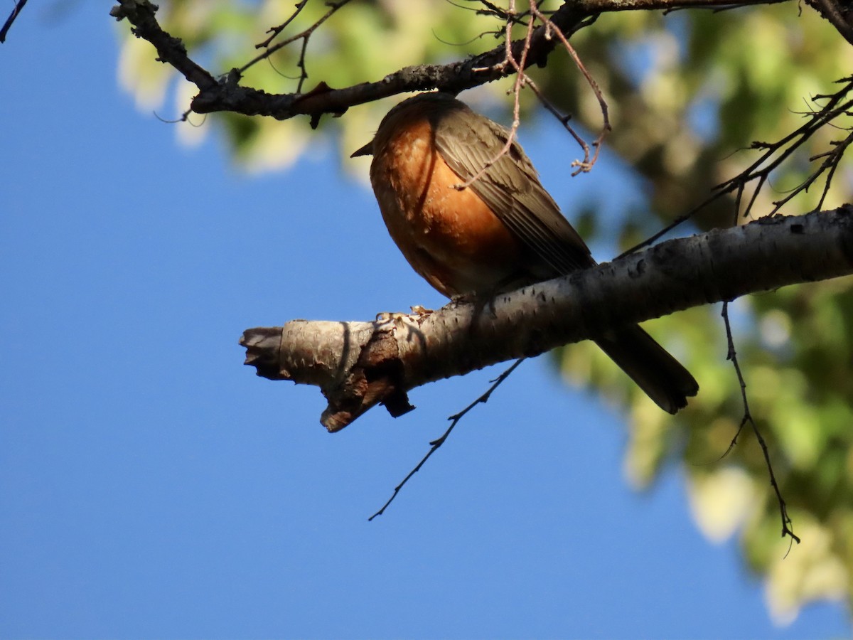 American Robin - ML480019941