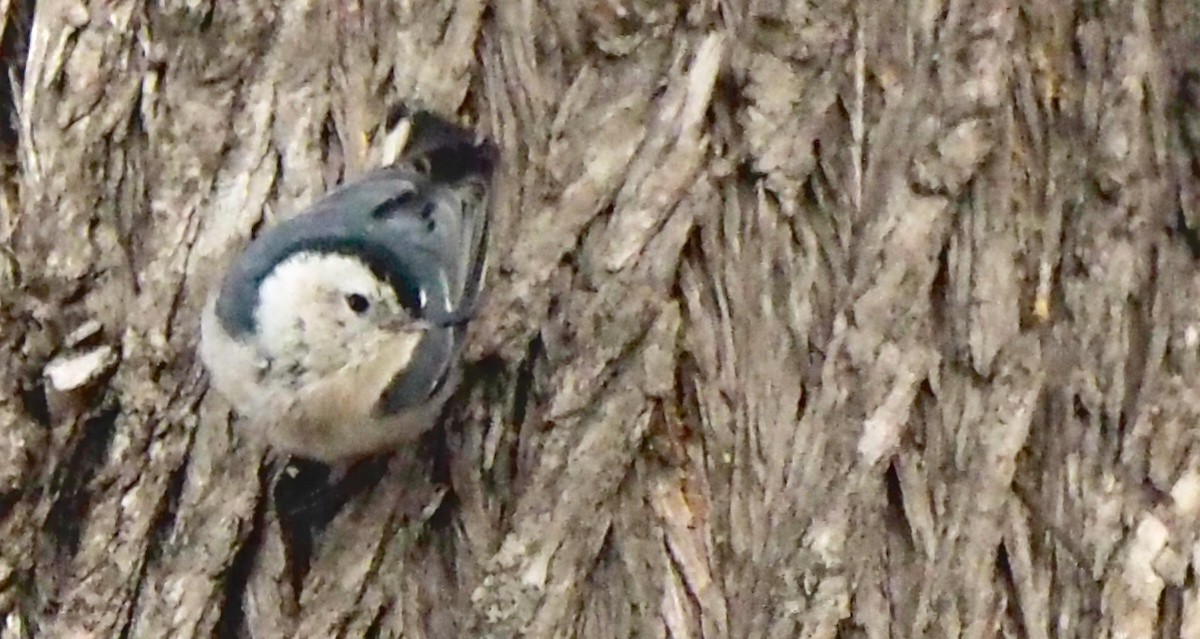 White-breasted Nuthatch - ML480020751