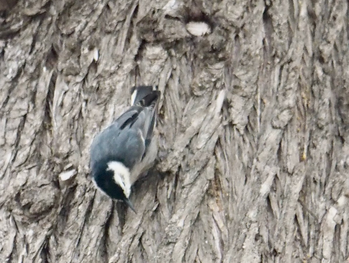 White-breasted Nuthatch - ML480020801