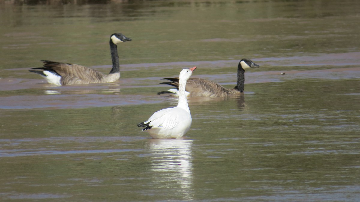 Snow Goose - ML480022771