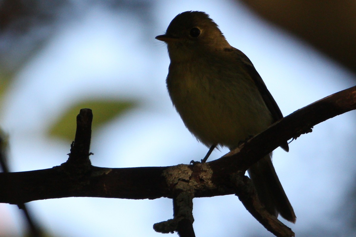 Yellow-bellied Flycatcher - ML480022971