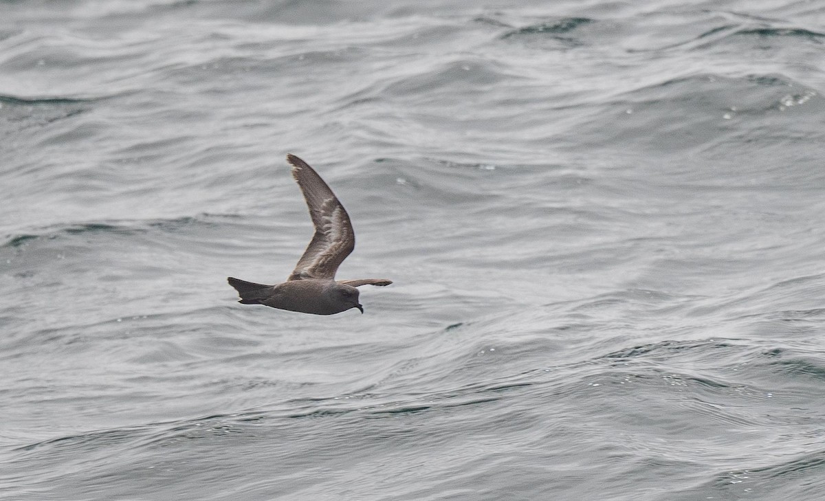 Ashy Storm-Petrel - ML480024081