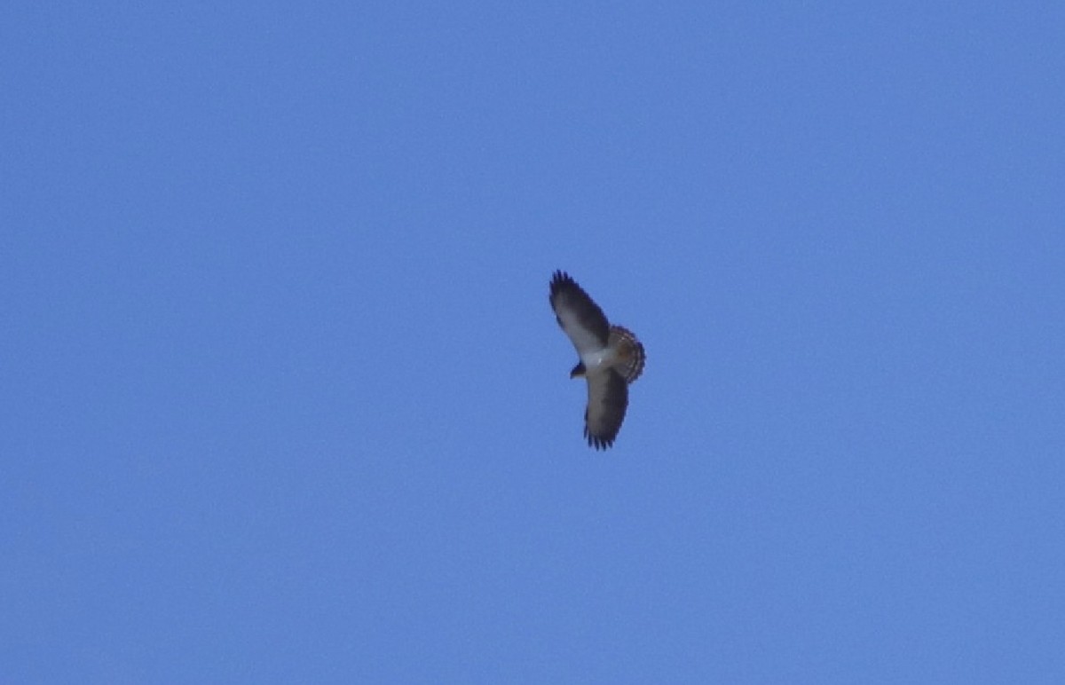 Short-tailed Hawk - pedro maia