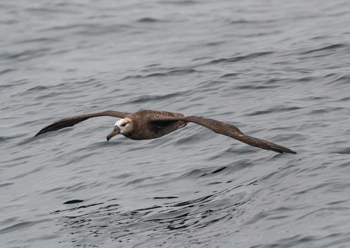 Black-footed Albatross - ML480024151