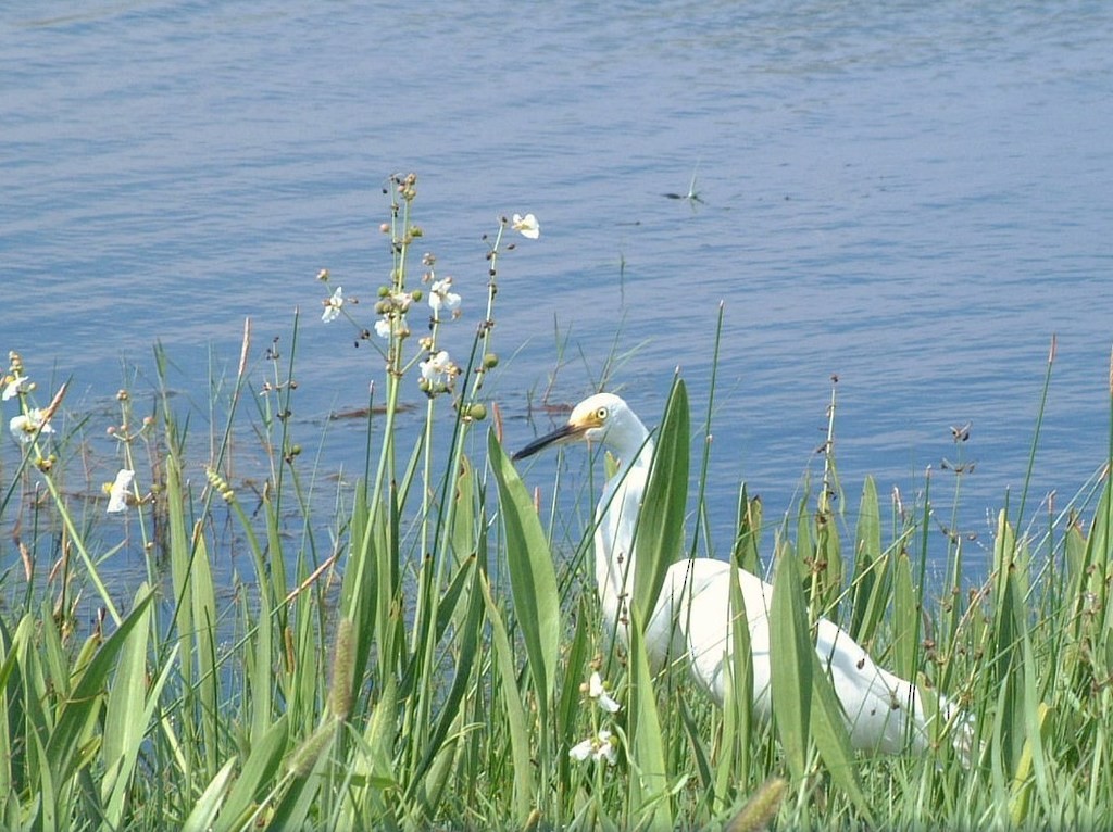 Snowy Egret - Wayne Godbehere