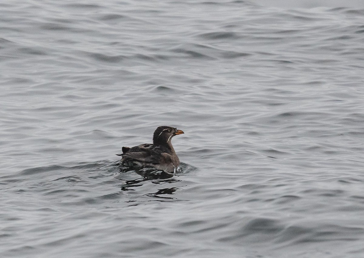 Rhinoceros Auklet - ML480024281