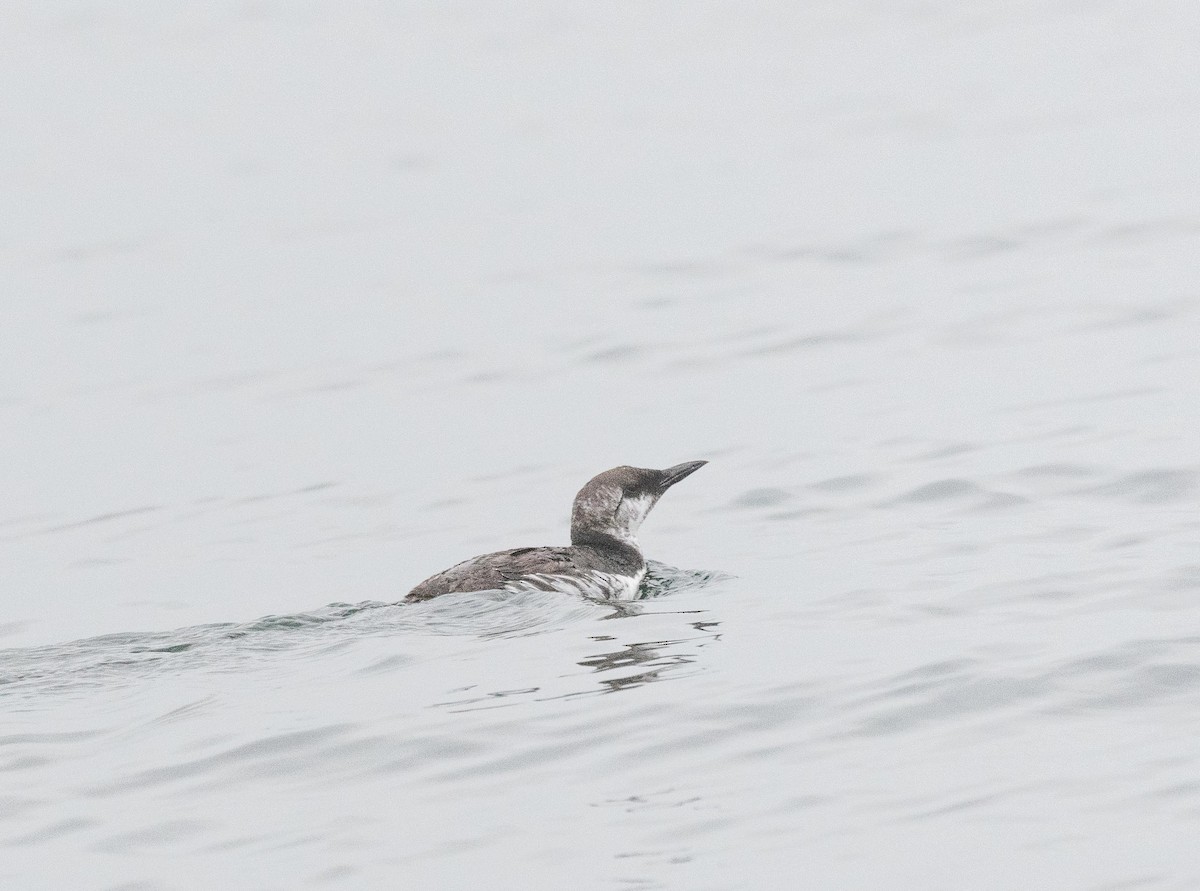 Common Murre - ML480024371