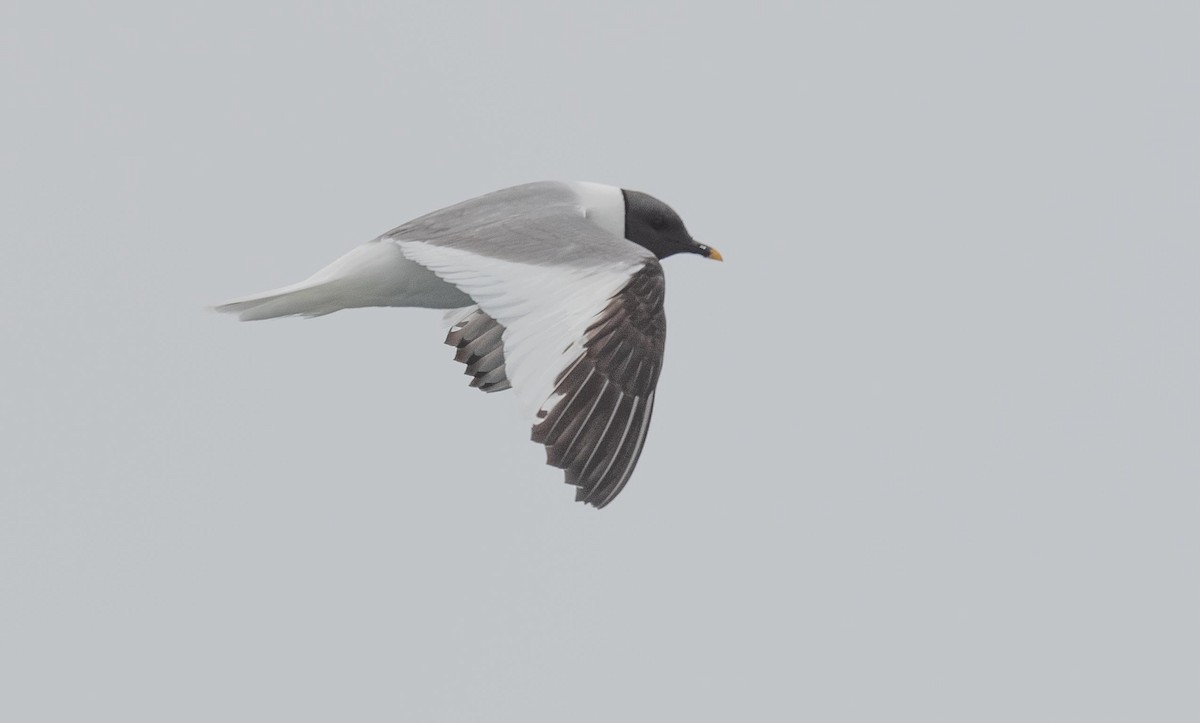 Sabine's Gull - ML480024401