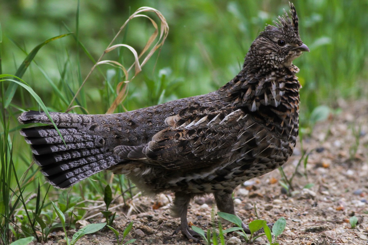 Ruffed Grouse - ML480024521