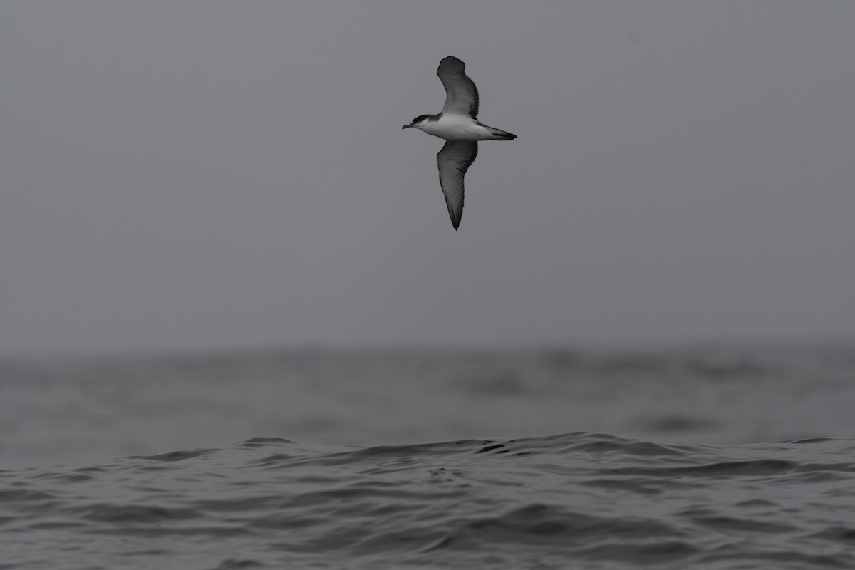 Buller's Shearwater - ML480024641