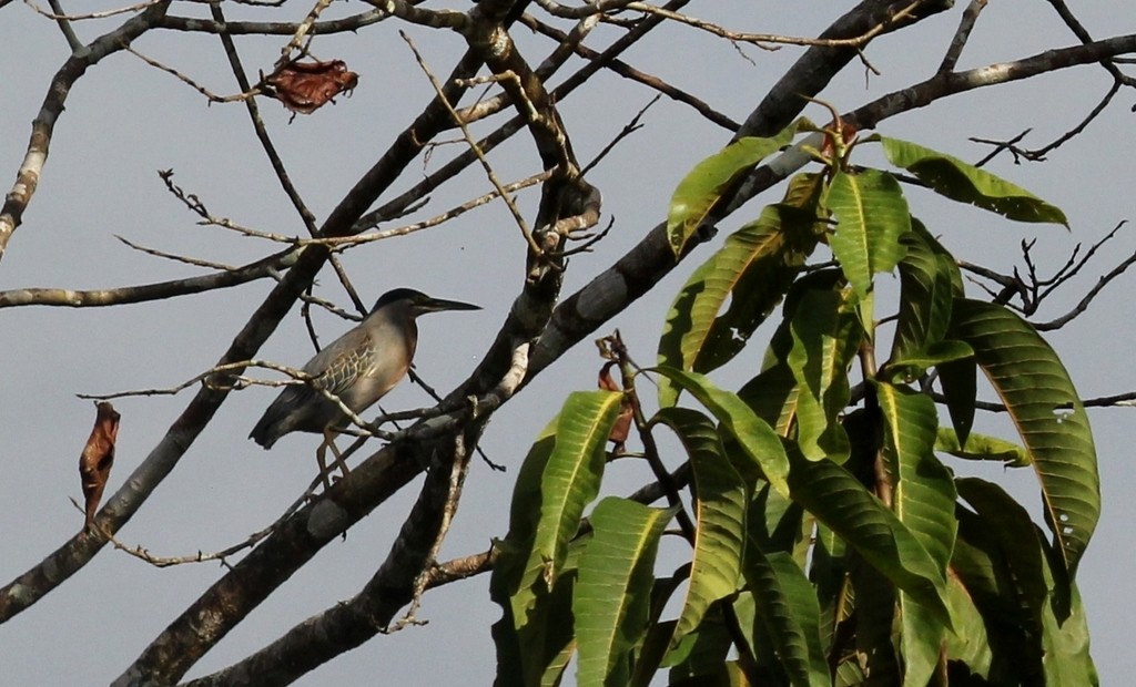 Striated Heron - ML480025051