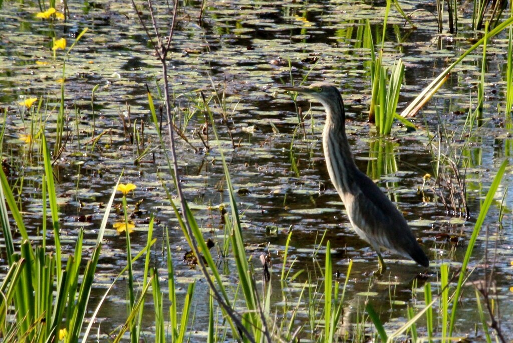 Squacco Heron - ML480025811