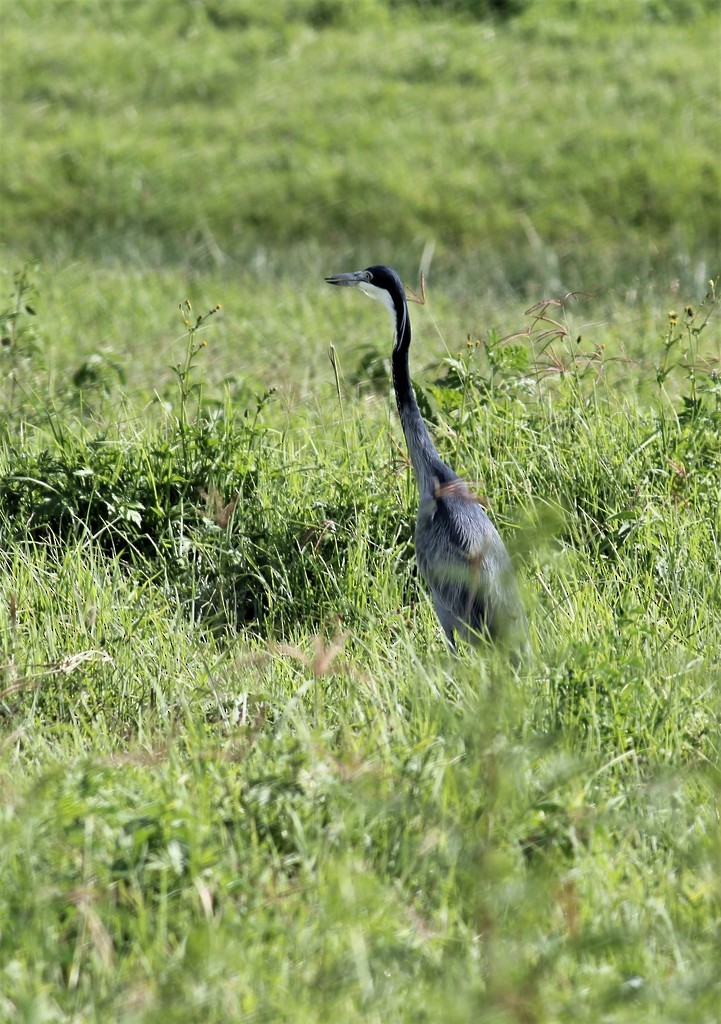 Garza Cabecinegra - ML480026761