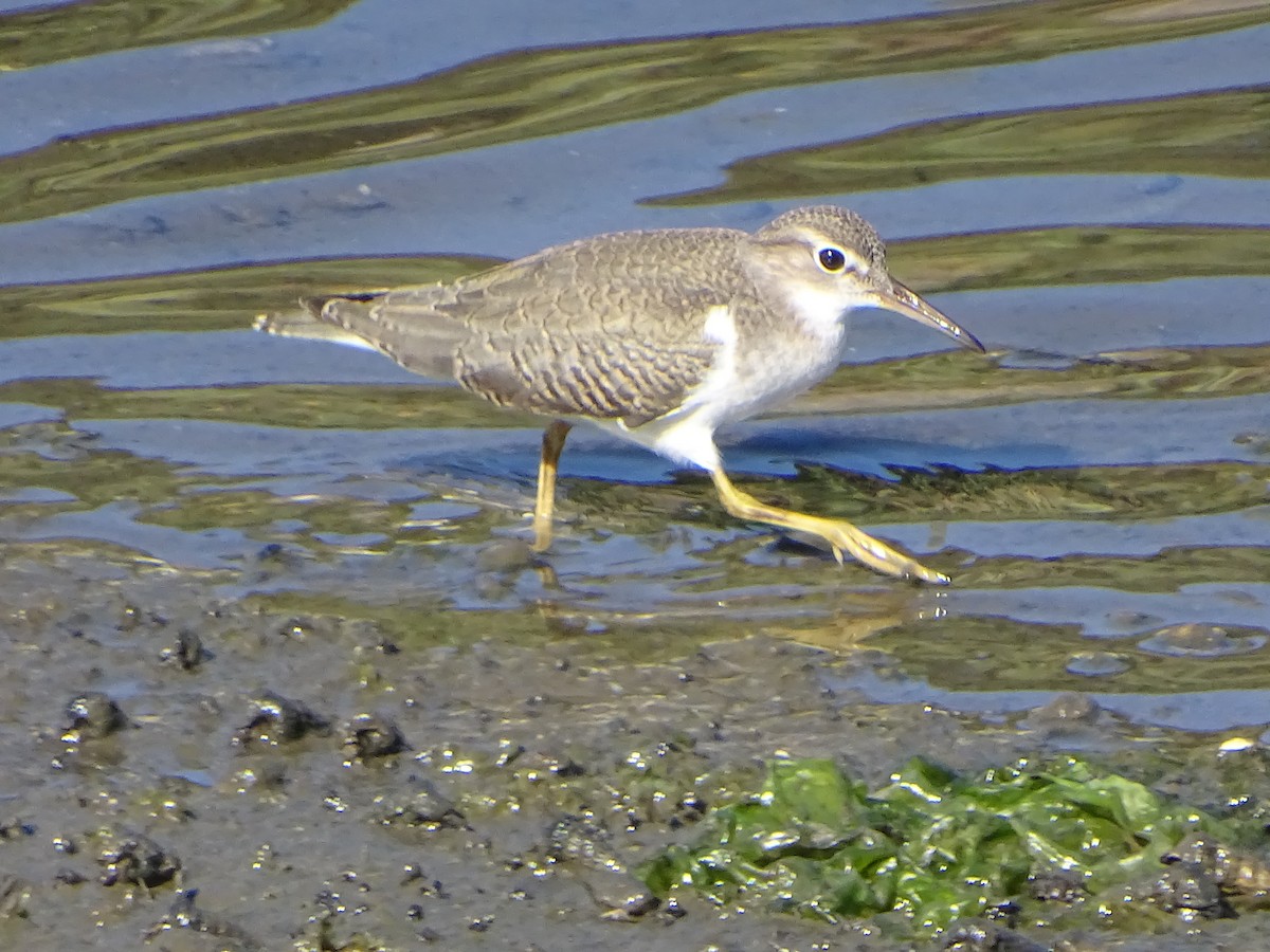 Spotted Sandpiper - ML480027841