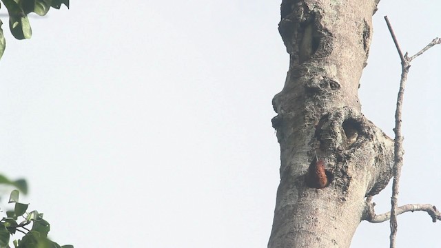 Banded Woodpecker - ML480028