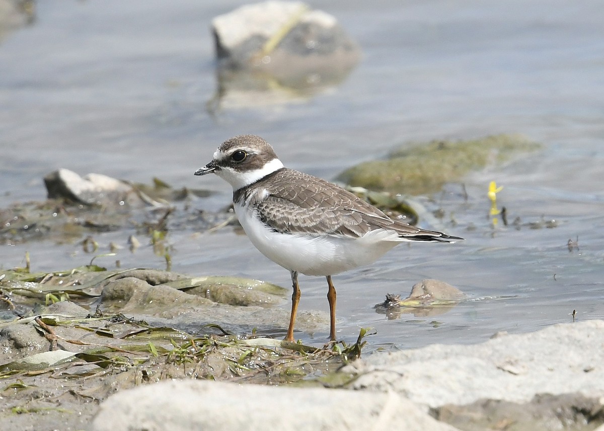 Semipalmated Plover - ML480028591