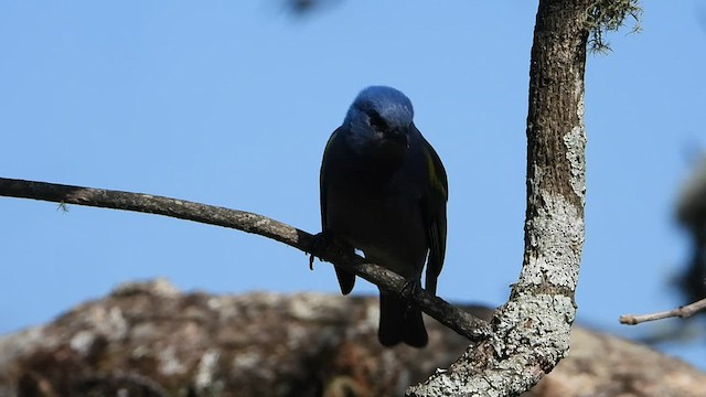 Golden-chevroned Tanager - ML480028671