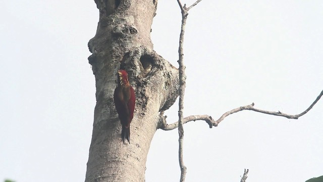 Banded Woodpecker - ML480029