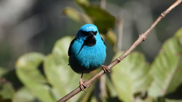 Dacnis bleu - ML480029591