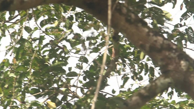 Lesser Cuckooshrike - ML480031