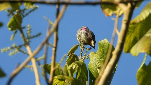 Buff-throated Purpletuft - ML480031161