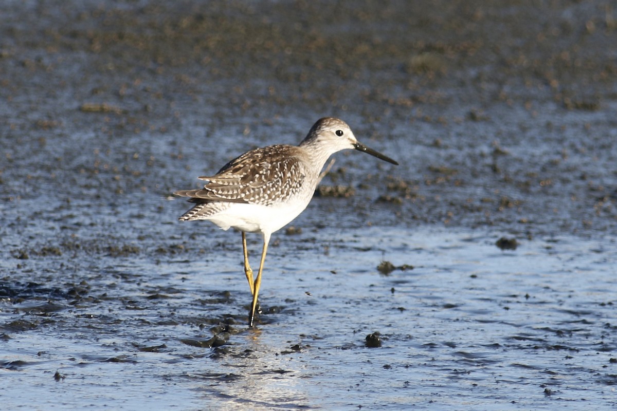 gulbeinsnipe - ML480031901