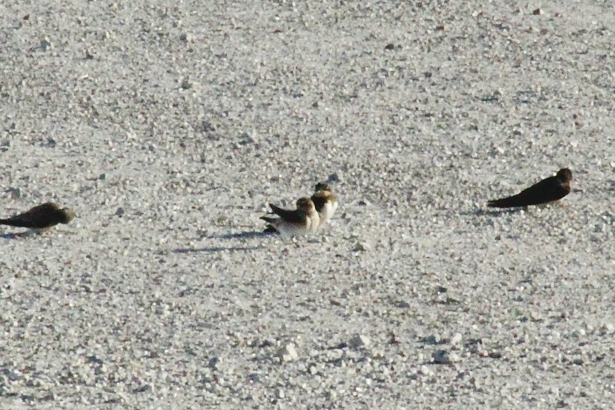 Golondrina Pueblera - ML480032161