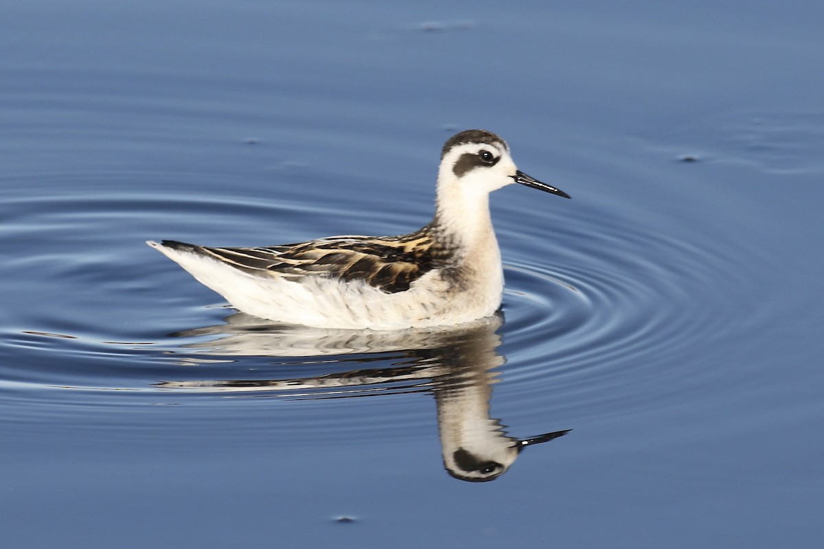 Red-necked Phalarope - ML480032781