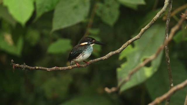 Martin-pêcheur péninsulaire - ML480034