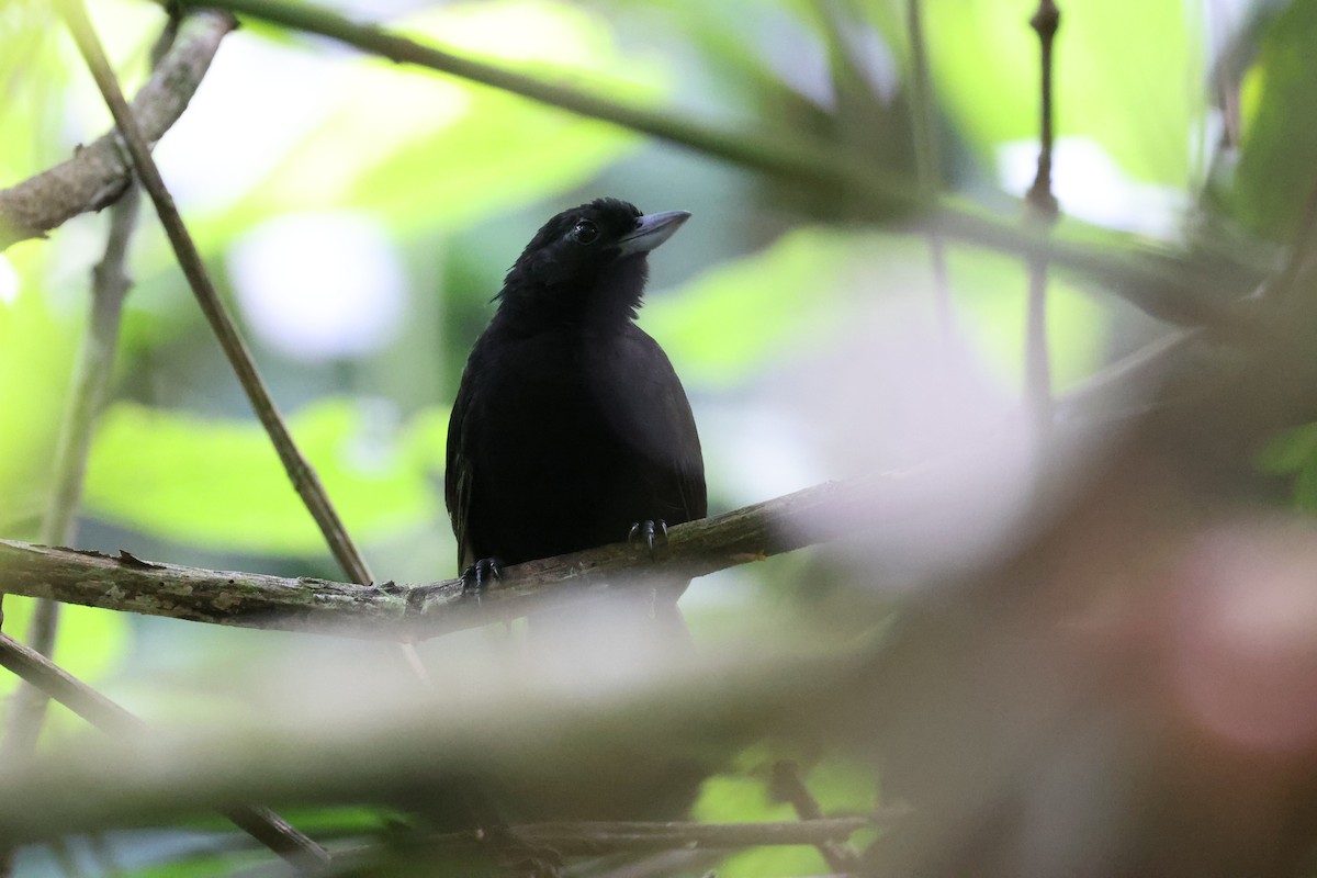 Black Bushbird - ML480034811