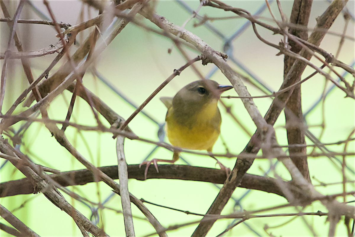 Mourning Warbler - ML480034841