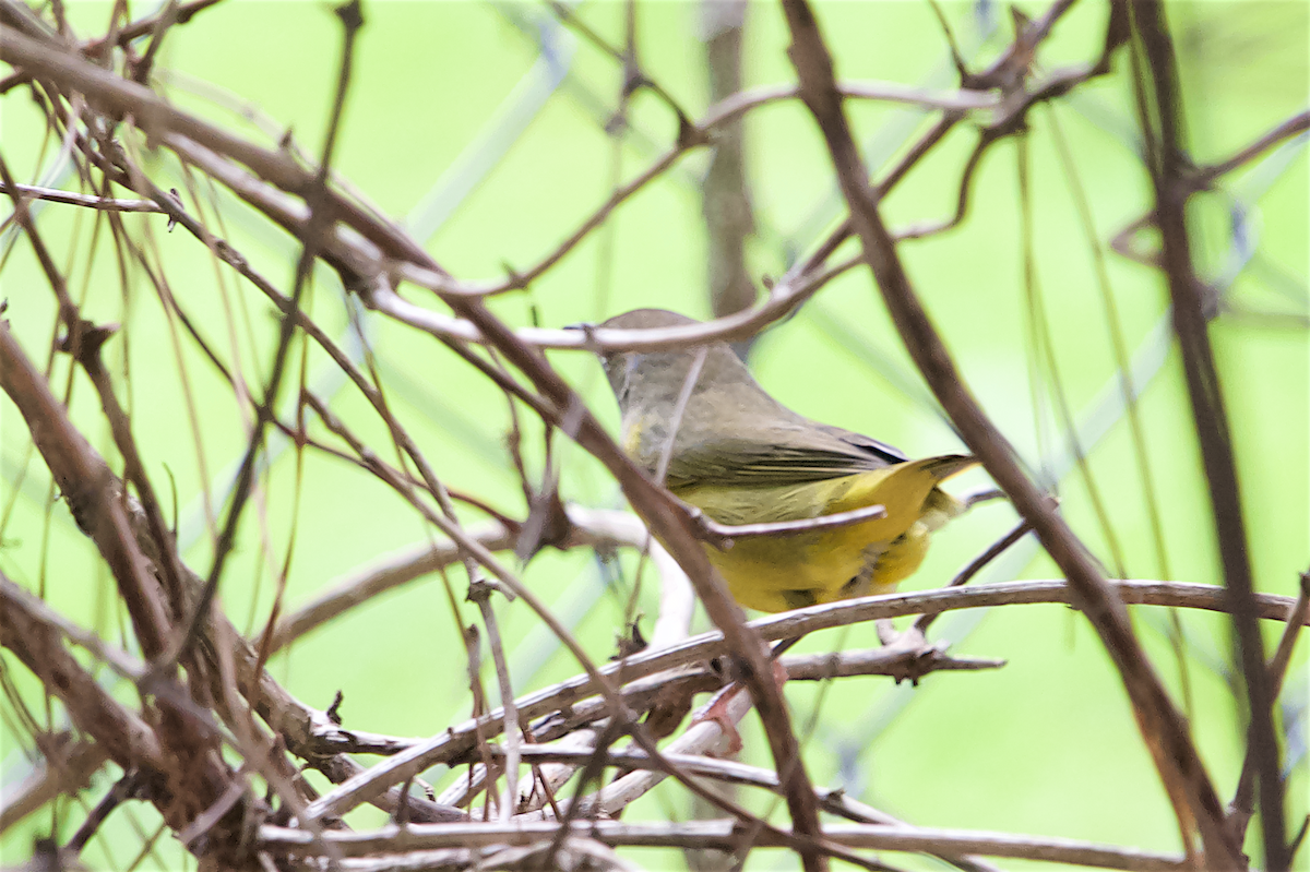 Mourning Warbler - ML480034851