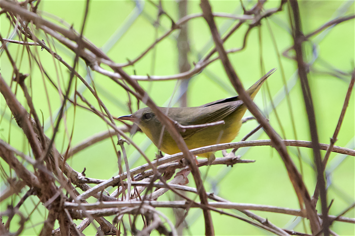 Mourning Warbler - ML480034861