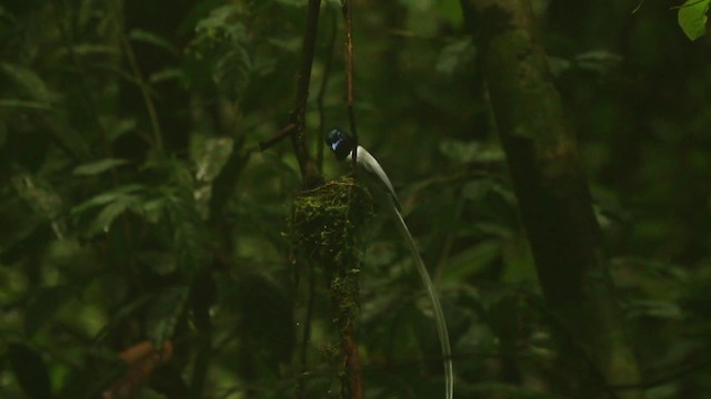 ブライスサンコウチョウ - ML480035